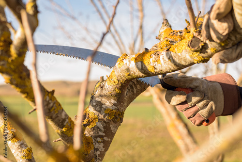 Gardener pruning fruit tree branch in the orchard