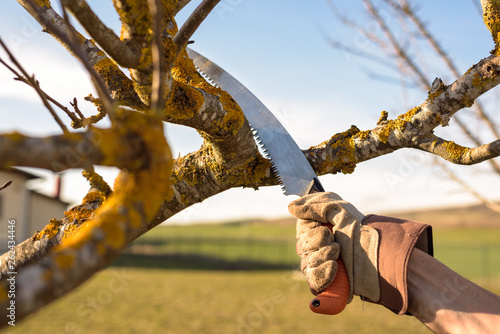 Gardener pruning fruit tree branch in the orchard