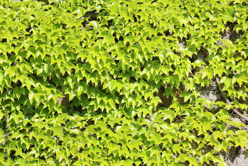 Fototapeta premium Weaving spring lime ivy over a stone wall
