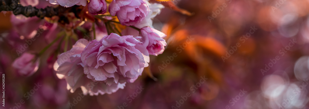 Fototapeta premium Japanese Cherry Tree Blossoms Sakura