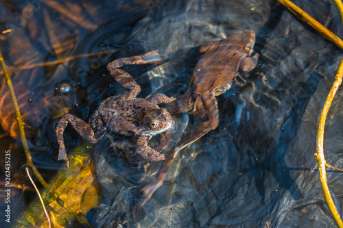 in spring  for green frogs mating