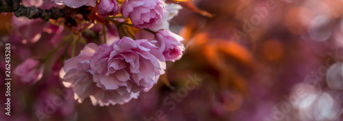 Japanese Cherry Tree Blossoms Sakura
