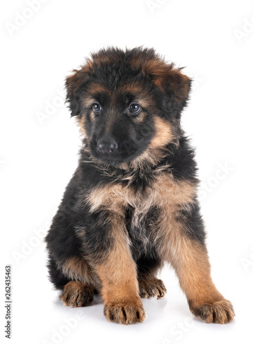 Fototapeta Naklejka Na Ścianę i Meble -  puppy german shepherd