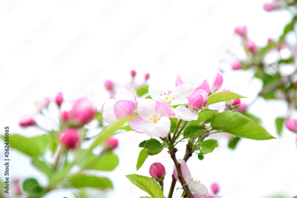 Fototapeta premium Blütezeit - Apfelblüte - Apfelbaum