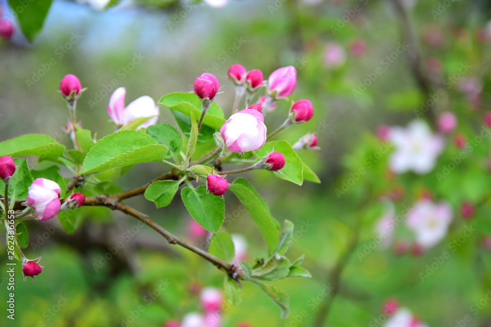 Äste und Zweige eines Apfelbaumes mit Blüten und Knospen Äste und Zweige eines Apfelbaumes mit Blüten und Knospen