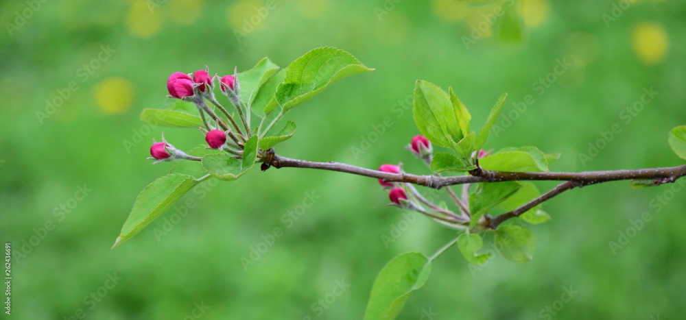 Äste und Zweige eines Apfelbaumes Knospen Äste und Zweige eines Apfelbaumes Knospen