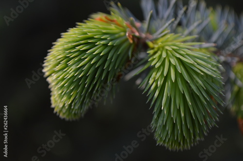 macro plant