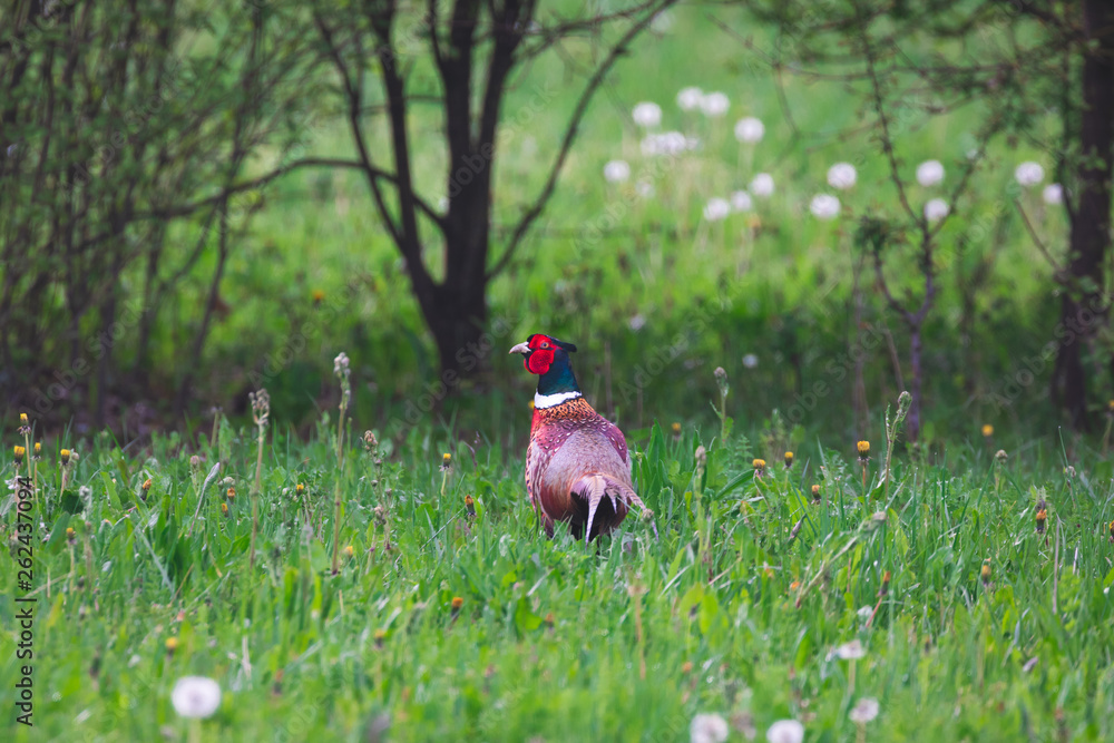 Fototapeta premium Colorful pheasant roams the green fields