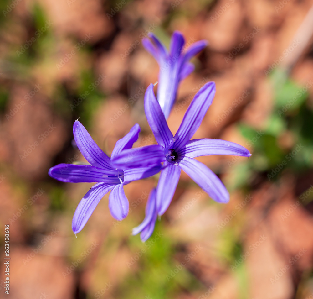 Blue flower in the spring steppe Blue flower in the spring steppe