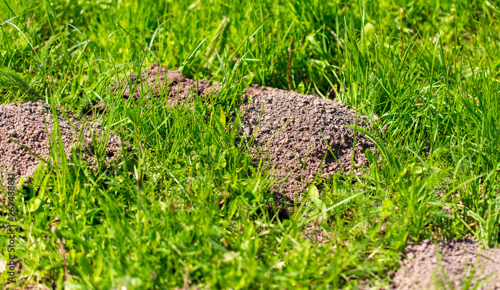 Mole dug in the ground in spring Mole dug in the ground in spring