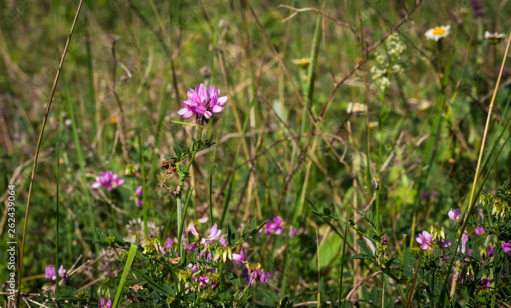 meadow flowers wild legumes growing in a Sunny meadow meadow flowers wild legumes growing in a Sunny meadow