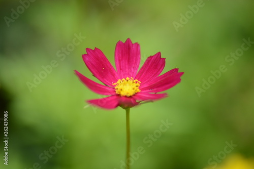 pink flower in garden