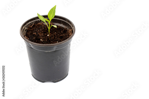 Close up of chili plant on the dark pot isolated on white background with copy space for texting or wording. 