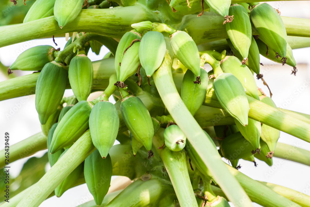 Closeup of young papaya with flowers in a papaya tree