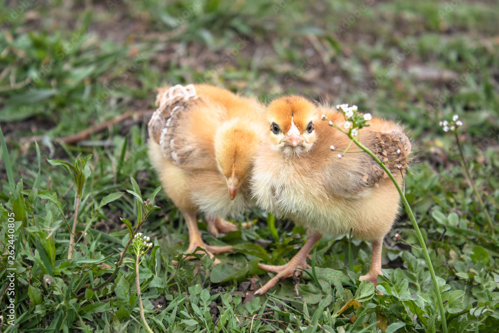 Little chicken, yellow chickens on the grass. Rearing small chickens. Poultry farming. Little chicken, yellow chickens on the grass. Rearing small chickens. Poultry farming.