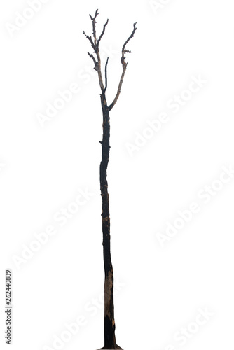 Dead tree isolated on white background