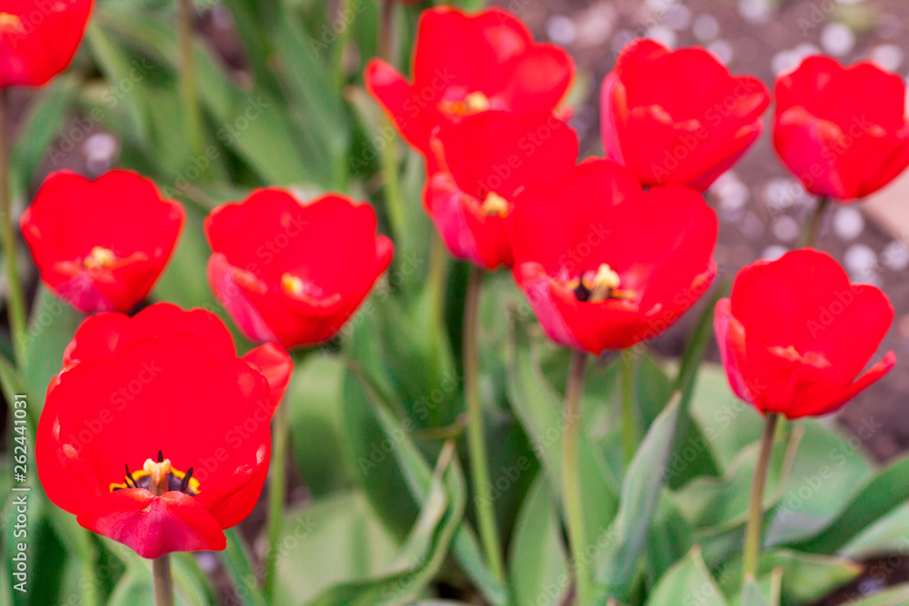 Fototapeta premium Group of colorful tulip. colorful background