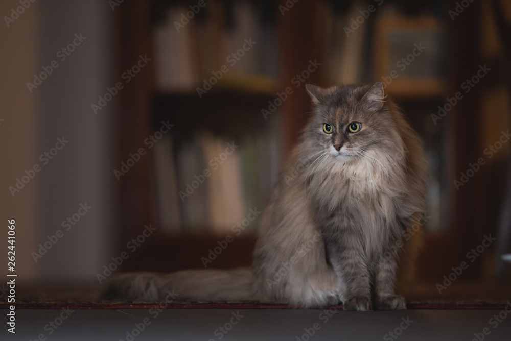 blue creme tortie maine coon cat sitting on a carpet in front of a book shelf looking to the side
