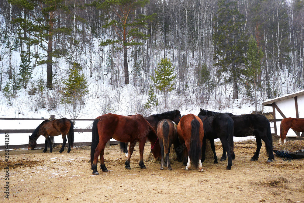 Horses feeding straw near white barn with snow forest scenery at Irkutsk, Baikal, Siberia, Russia Horses feeding straw near white barn with snow forest scenery at Irkutsk, Baikal, Siberia, Russia