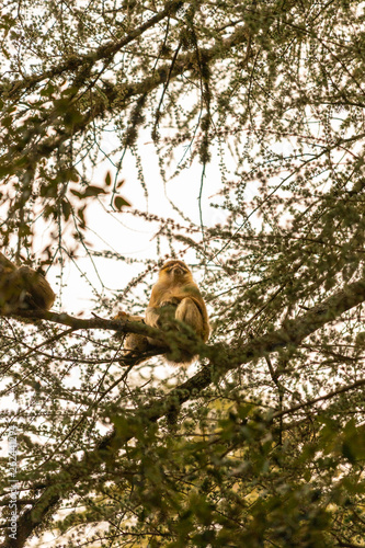 Parent and junior barbary macaques sitting on a branch, in Cedre Gouraud Forest of Morocco photo