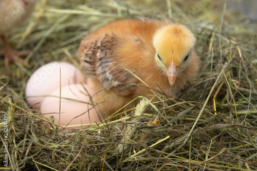Newborn yellow chickens in hay nest along the whole. Closeup of yellow chickens in the nest.