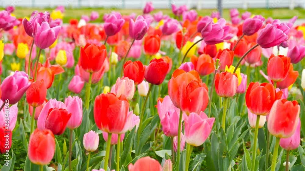 colorful tulips bloom in the garden colorful tulips bloom in the garden