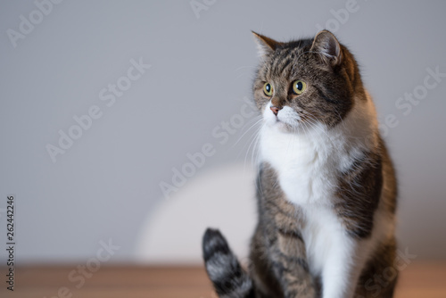 tabby british shorthair cat sitting on dining table looking to the side