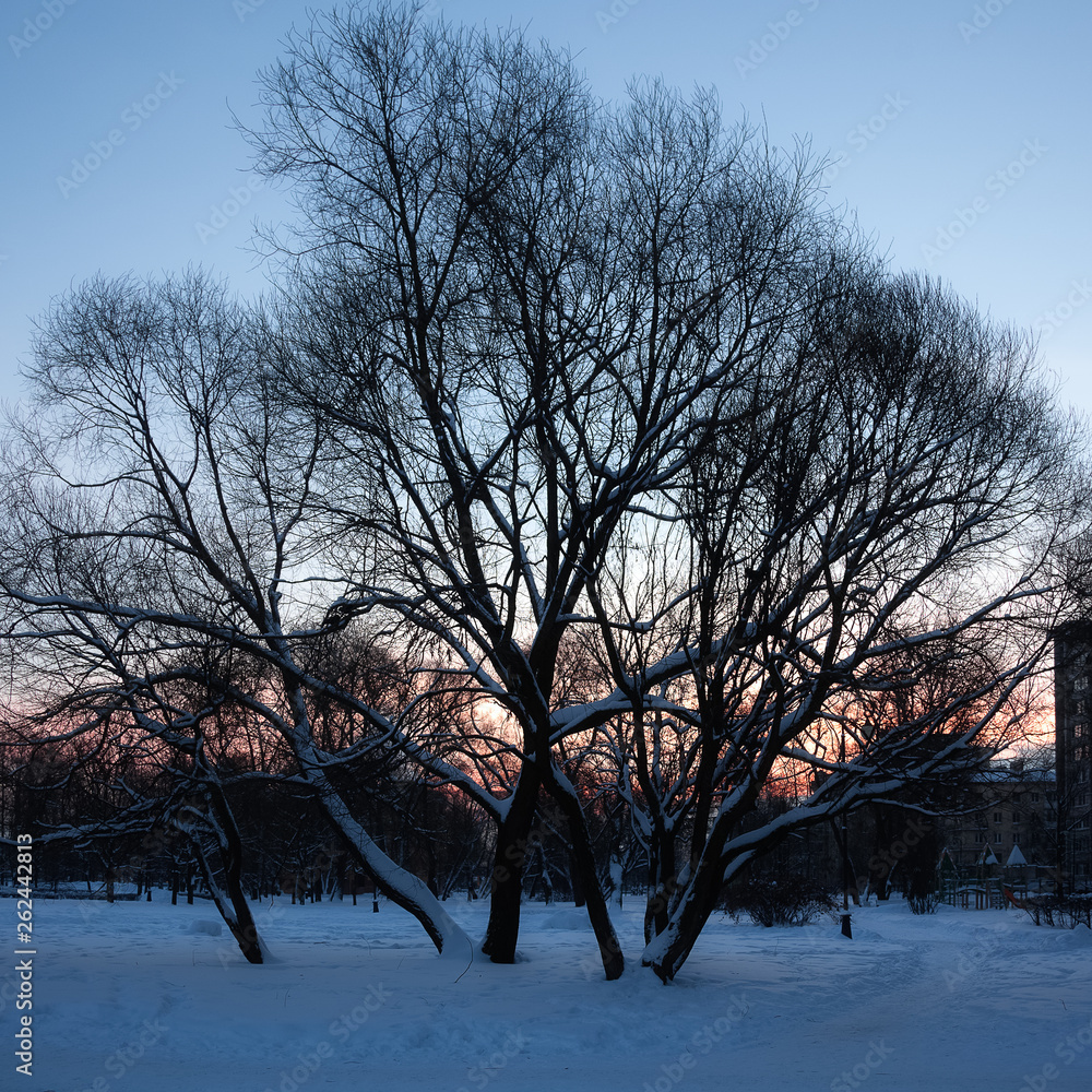 Winter landscape - dawn in the city Park Winter landscape - dawn in the city Park