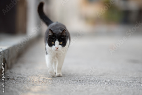 black and white domestic shorthair cat with notched ear walking towards camera on the street