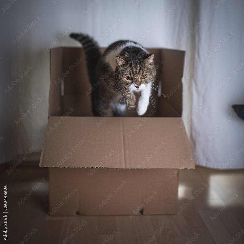 tabby british shorthair cat jumping out of a cardboard box Stock Photo ...