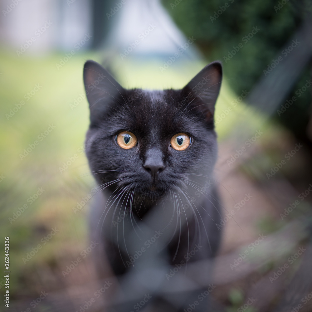 close up of a black domestic shorthair cat standing behind wire mesh fence looking at camera