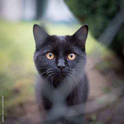 close up of a black domestic shorthair cat standing behind wire mesh fence looking at camera
