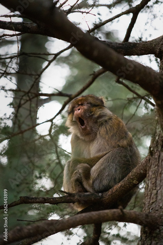 Funny face of a barbary macaque yawning on a tree branch, in Cedre Gouraud Forest of Morocco photo