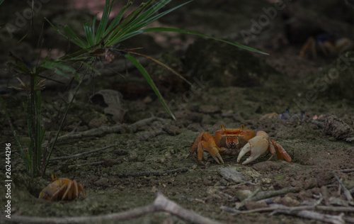 crab