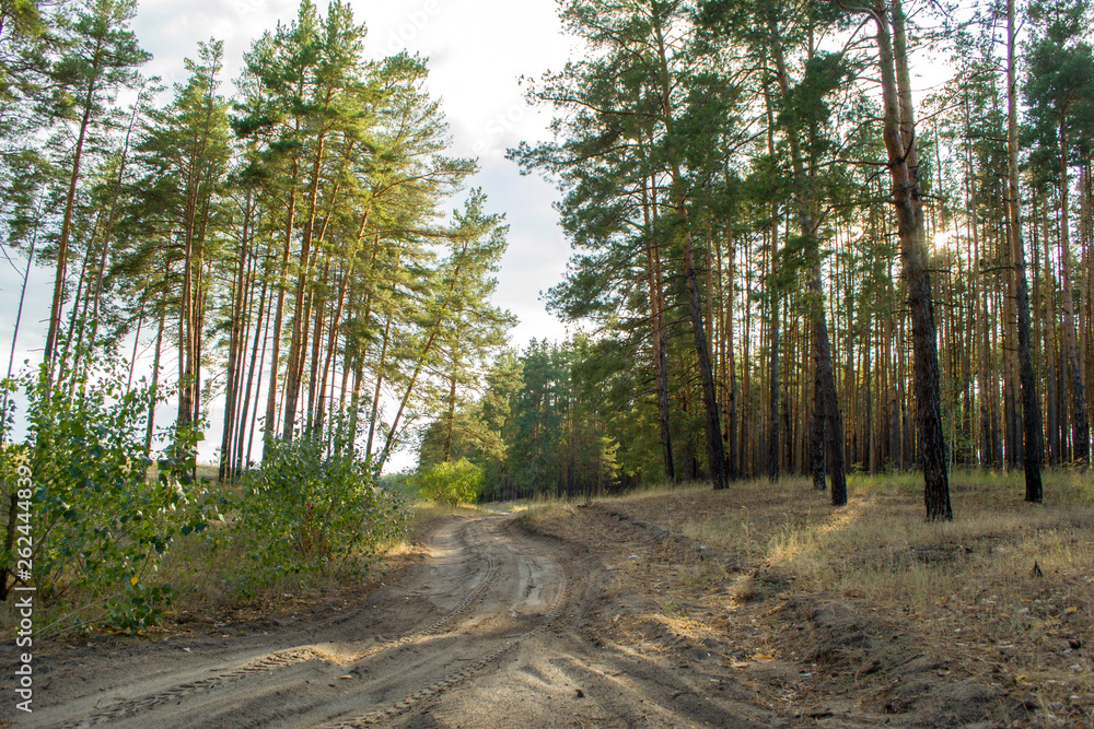 Fototapeta premium Young tall pines in the morning.