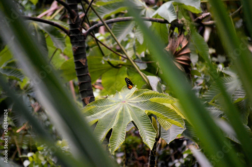 butterfly on plant