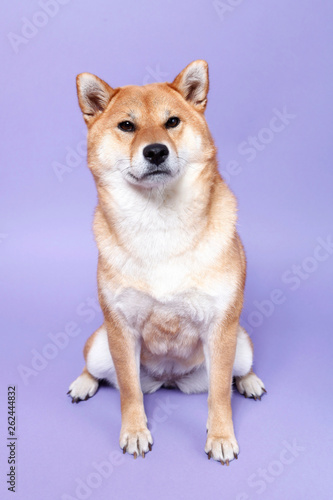 shiba inu  photo