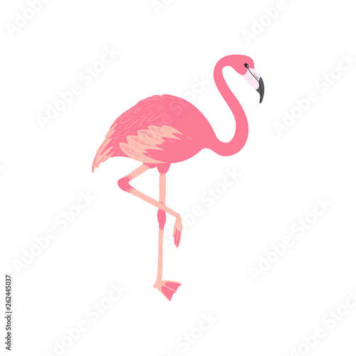 Pink flamingo. Isolated exotic bird. Tropic animal. Summer illustration