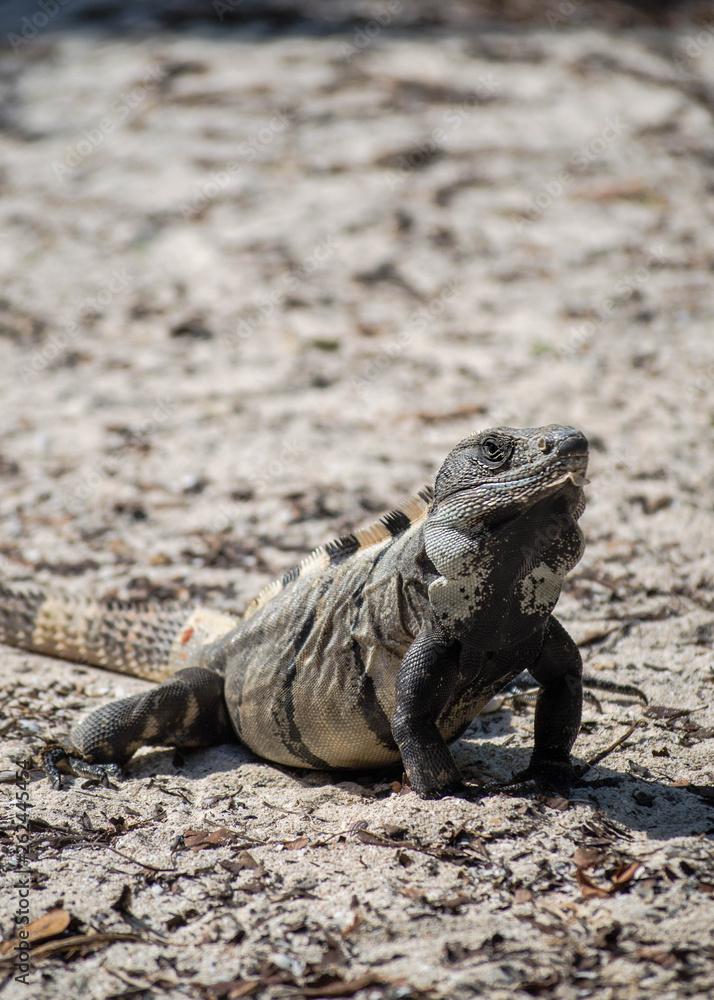 iguana on the sand iguana on the sand