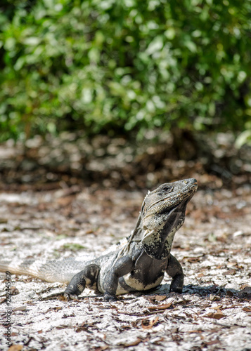 iguana
