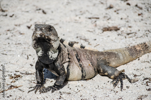gray iguana