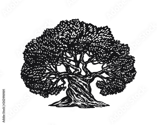 High detailed sign of an old olive tree. Hand drawn vector illustration. Retro style. Logo.