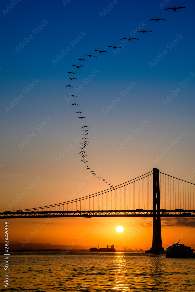 Obraz premium Pelicans at Sunrise