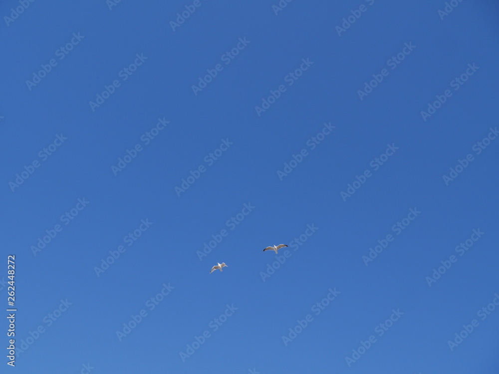 in the sky the two gulls flying. Day-bright blue sky without clouds.lettering and lettering space