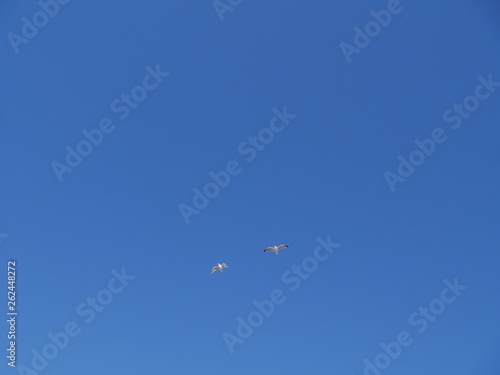 in the sky the two gulls flying. Day-bright blue sky without clouds.lettering and lettering space