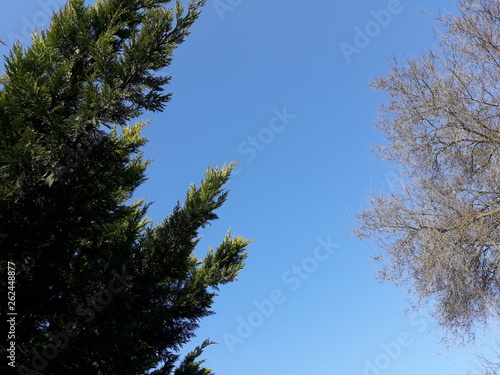 tips of trees and needles against a blue sky