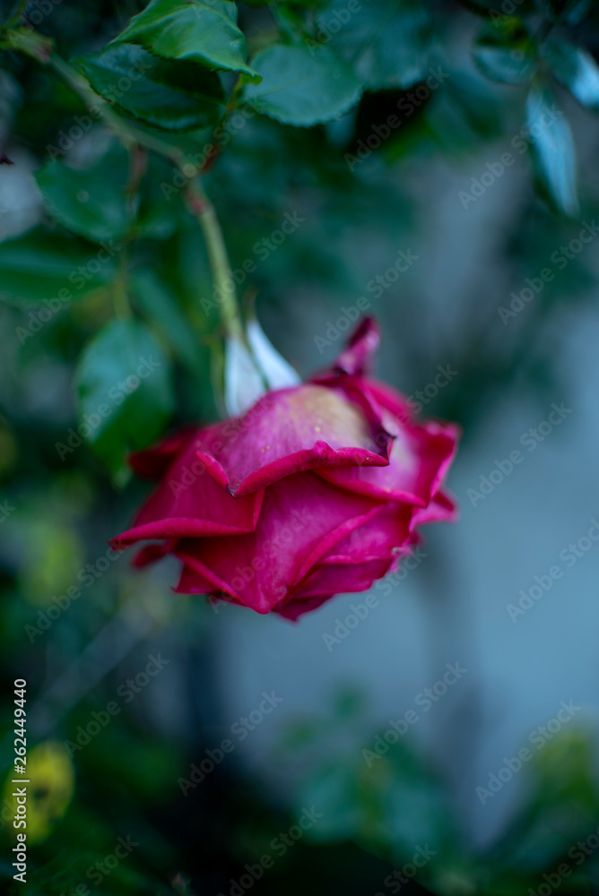 Lovely & Sad Rose I