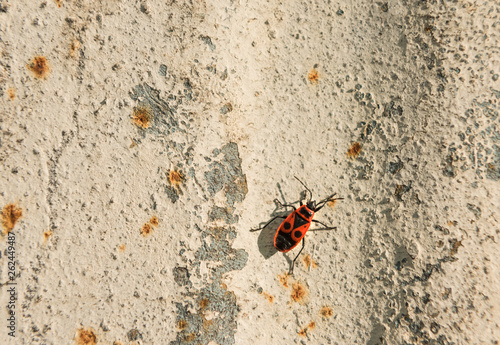 Firebugs( Pyrrhocoris apterus) on metal rusty background