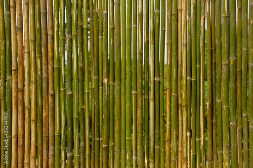 Fototapeta Naklejka Na Ścianę i Meble -  Green bamboo wall