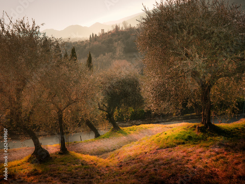 Gli olivi della provincia di treviso photo